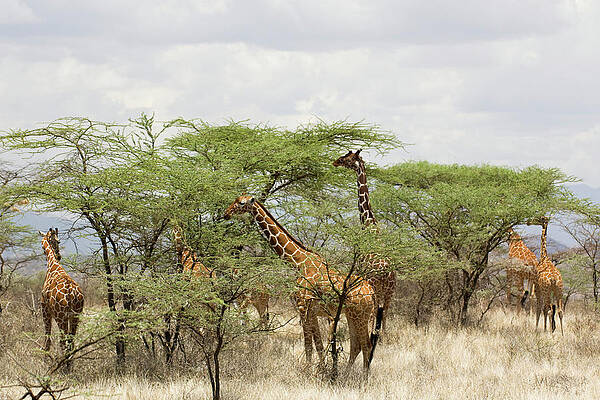 Samburu National Reserve