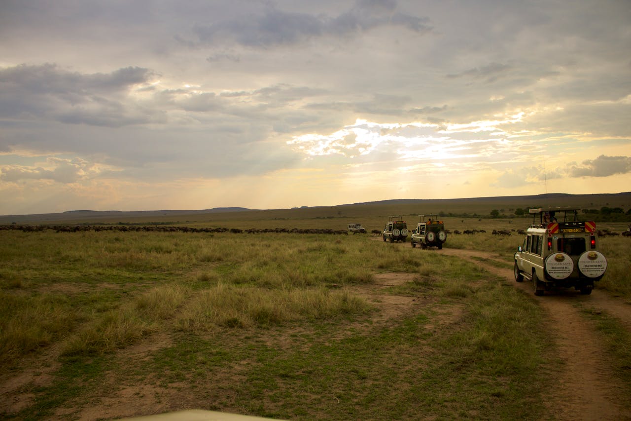 Safari Tours