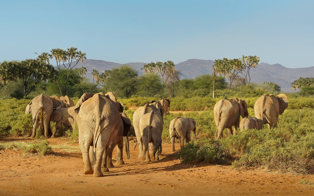 3-Day Samburu National Reserve Safari