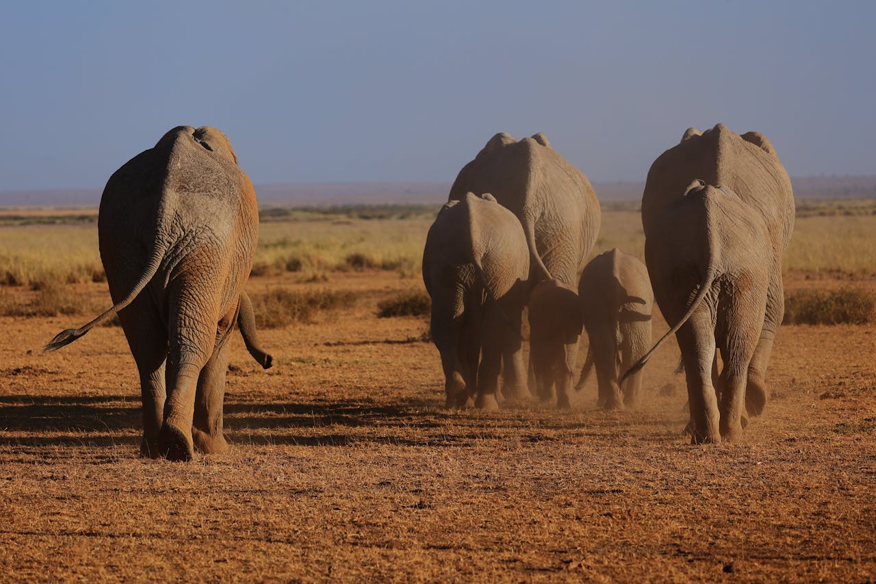 3-Day Samburu National Reserve Safari