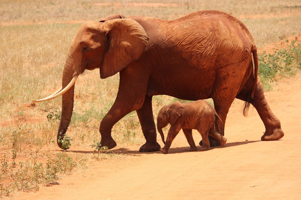 3-Day Tsavo East & West Safari